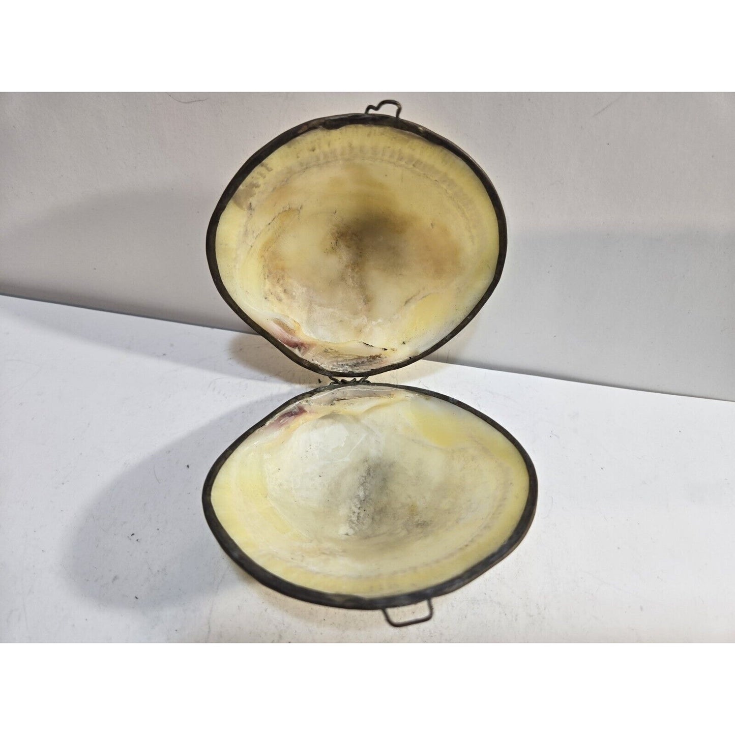 Vintage GENUINE CLAM SEA SHELL Brass Hinged TRINKET Box COIN Purse PILL Box