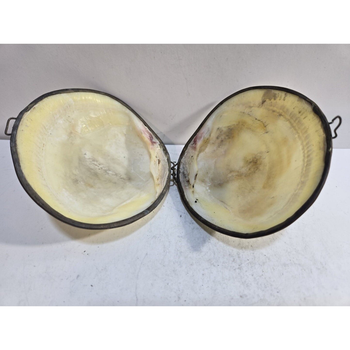 Vintage GENUINE CLAM SEA SHELL Brass Hinged TRINKET Box COIN Purse PILL Box