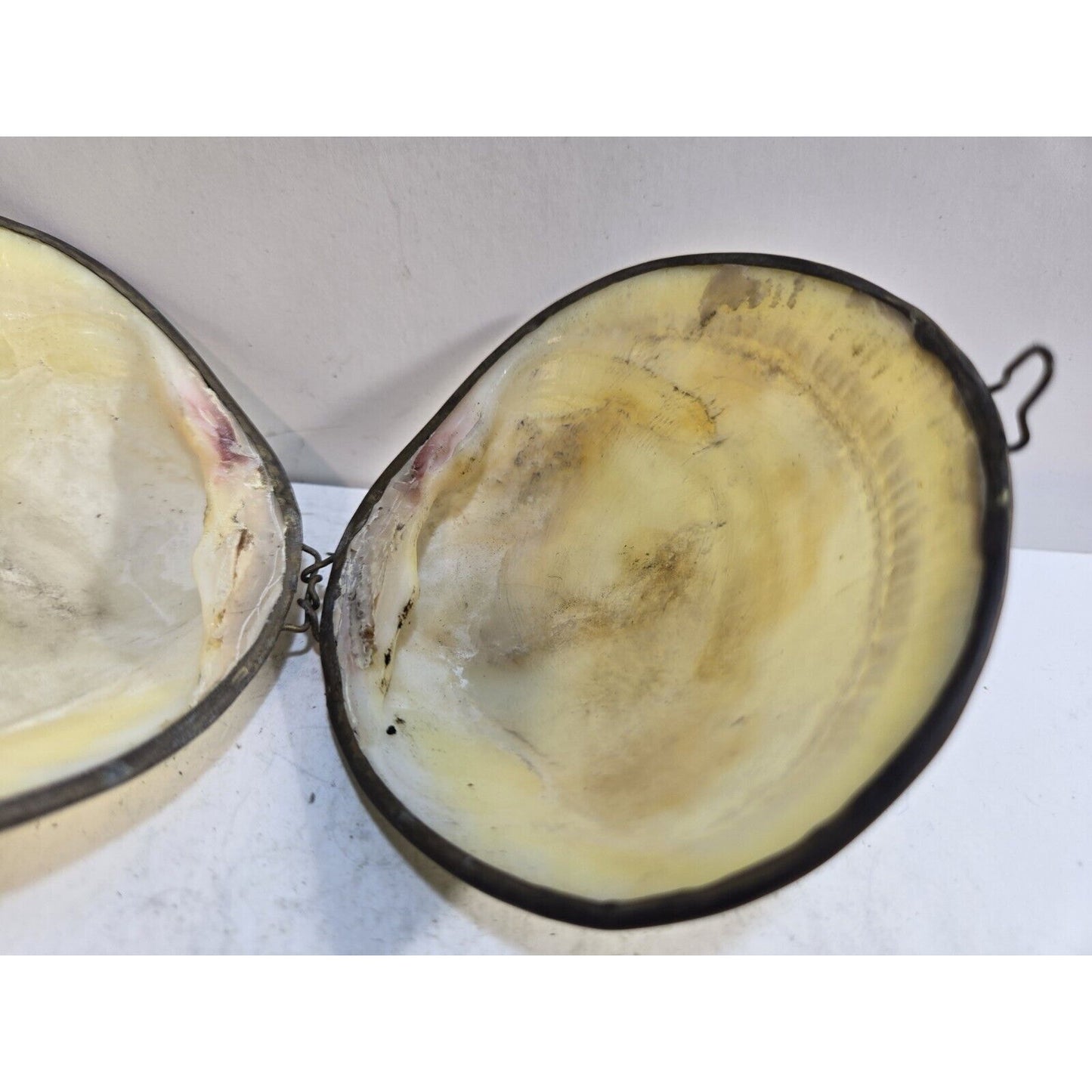 Vintage GENUINE CLAM SEA SHELL Brass Hinged TRINKET Box COIN Purse PILL Box