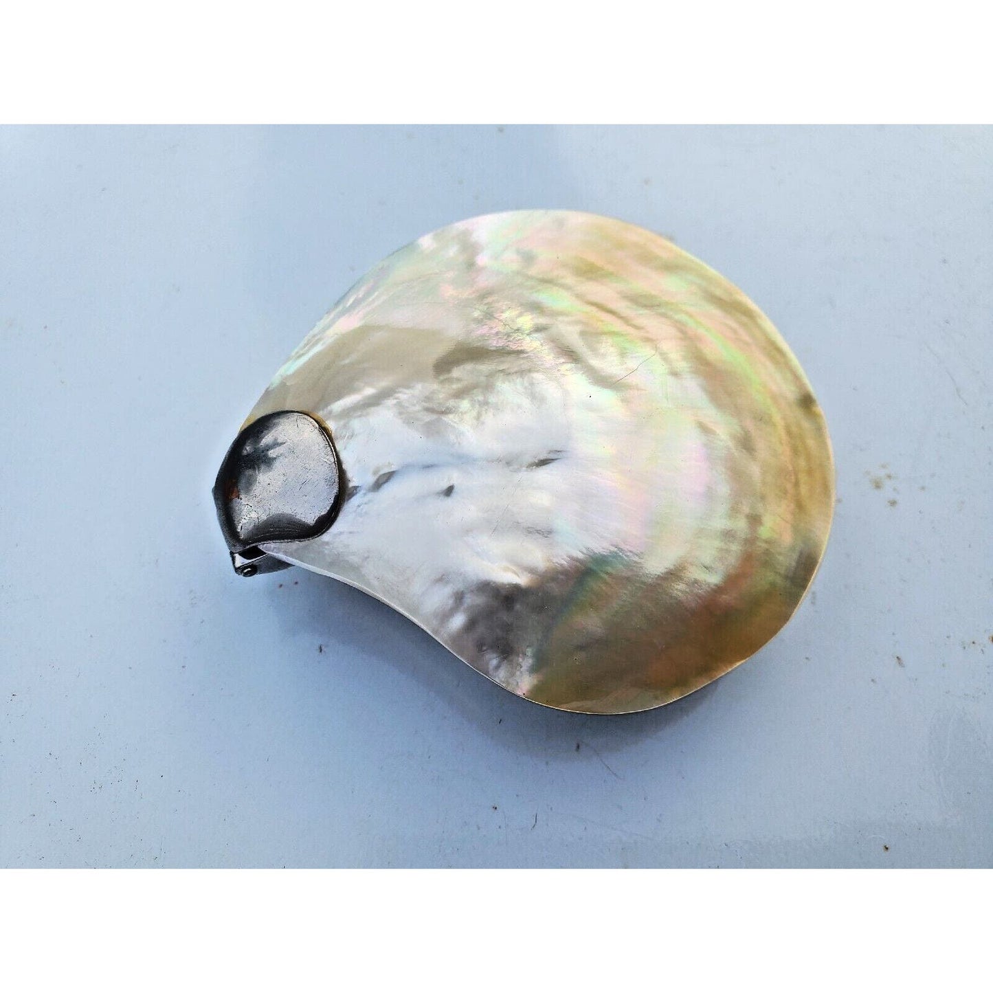 Vintage Mother of Pearl Abalone Seashell Shaped Hinged Trinket Pill Box 3"